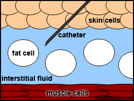 interstilial fluid image